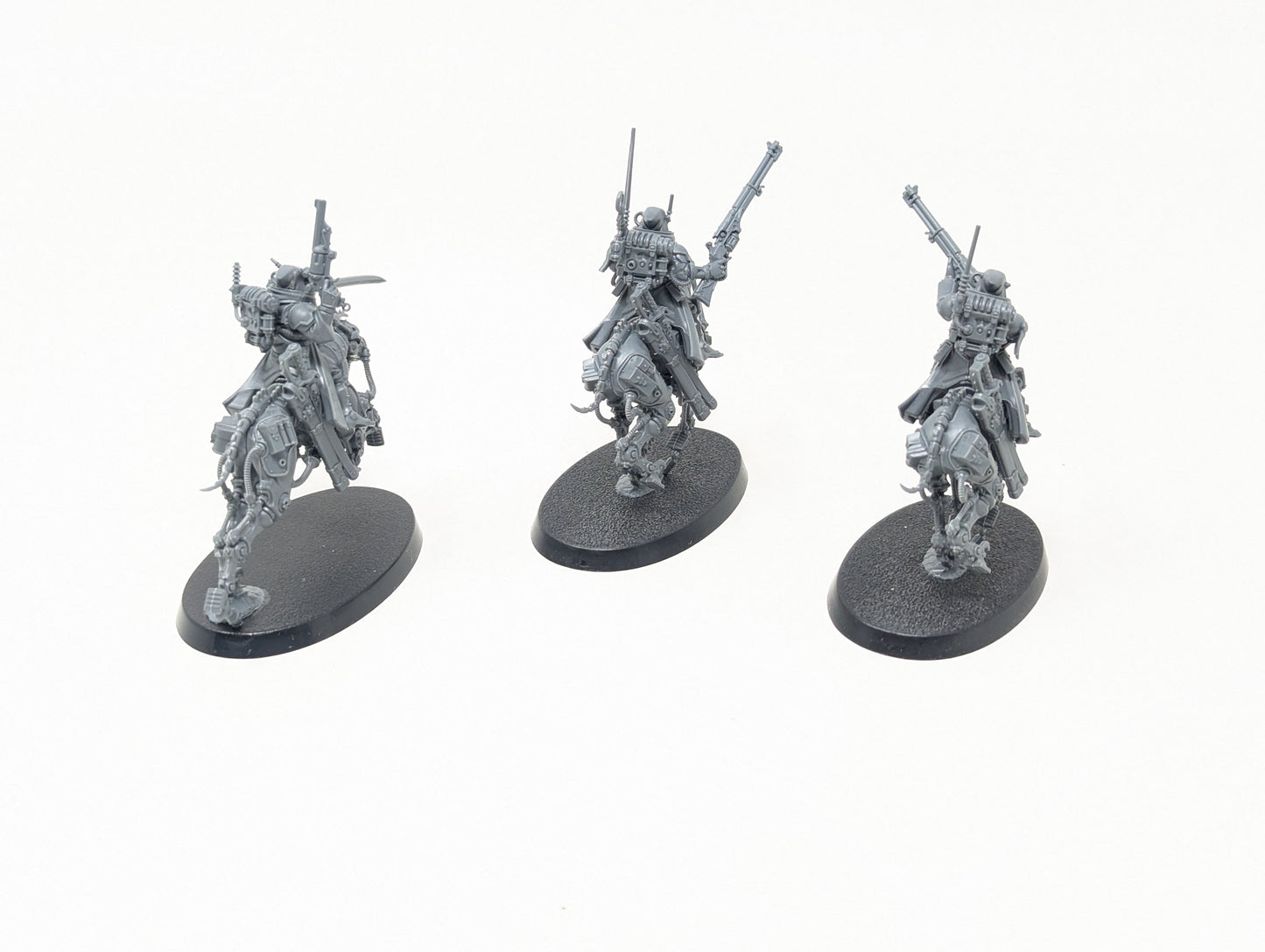 Serberys Raiders